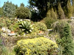 Tresco Abbey Gardens Wallpaper