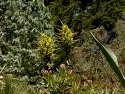 Tresco Abbey Gardens Wallpaper