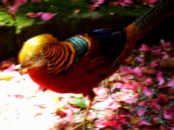 Tresco Abbey Gardens Wallpaper