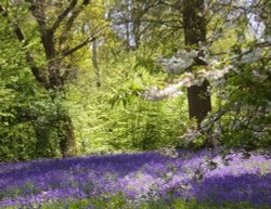 Bluebells at Hole Park, Kent