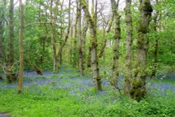 Bluebell wood at Abbeystead Wallpaper