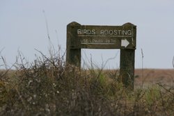 Birds Roosting Sign Wallpaper