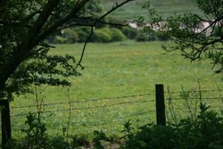 Buttercup field view Wallpaper