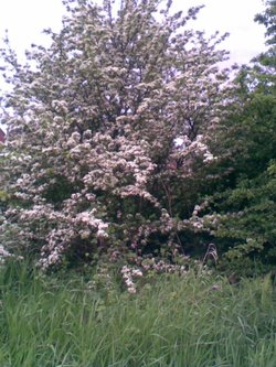 May blossoms