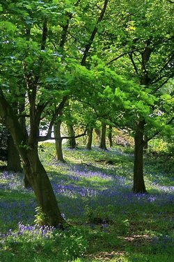 Yoxall Lodge Bluebell Woods