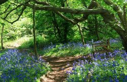 Yoxall Lodge Bluebell Woods 4 Wallpaper