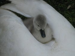 Baby Swan