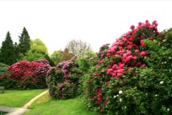 Spring colours at Nidd. Wallpaper