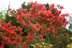 Spring Colours at Nidd. Wallpaper