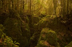 Puzzlewood Wallpaper