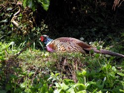 Seen in the undergrowth. Wallpaper