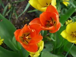 Tulips In Chesterfield