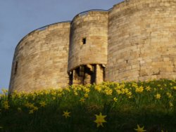 Daffodils at Clifford’s Tower York April 2009 Wallpaper