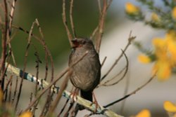 Singing sparrow Wallpaper