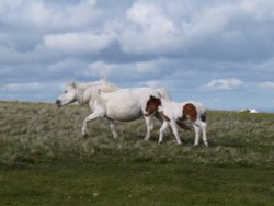 Dartmoor