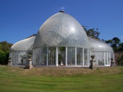 The Palm House Wallpaper