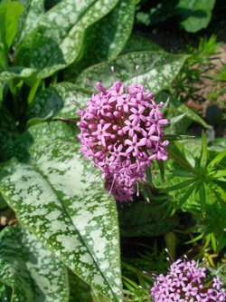 More stunning flowers