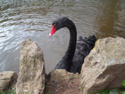 Famous Black Swan