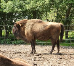 Whipsnade wild animal park Wallpaper