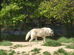 Whipsnade wild animal park Wallpaper