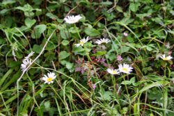 Daisies In the sun at Dovedale Wallpaper