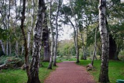 A path through Sherwood Forest to the Major Oak Wallpaper