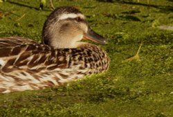 Resting duck, Grand Union Canal, Stoke Bruerne, Northants. Wallpaper