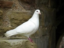 A dove, Tintern Abbey Wallpaper