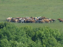 Cattle on Town Moor Wallpaper