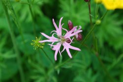 Ragged Robin