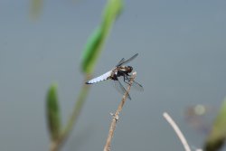 Black Tailed Skimmer male