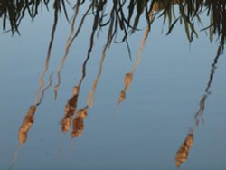 Bull rushes reflected in the Oxford Canal, Marston Doles, Warwickshire Wallpaper