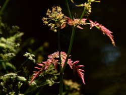 Umbelliferae, Brimingham and Worcester Canal, Dunhampstead near Oddingley, Worcs. Wallpaper