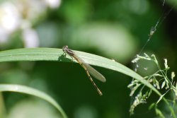 Damsel fly