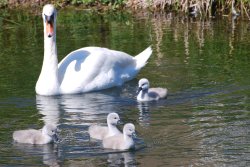 Swan family