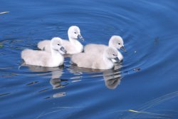 Cygnets