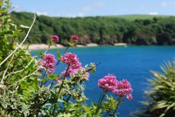 Estuary views from coastal path Wallpaper