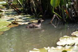 Moorhen chick. Wallpaper