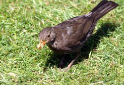 Female Blackbird. Wallpaper