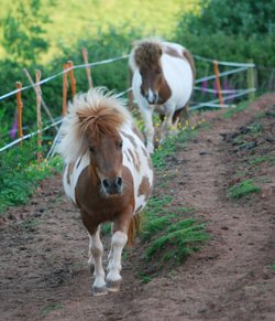 Shetland ponies