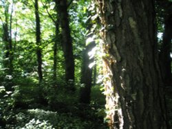 Lotherton Hall West Yorkshire Wallpaper