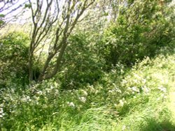 A wild hedgerow, Cleveleys Wallpaper