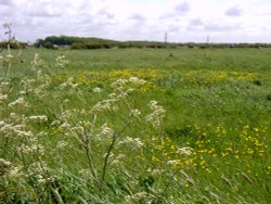 Cleveleys meadowland