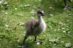 Hawaiian Goose Chick.