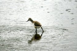 Avocet Chick.