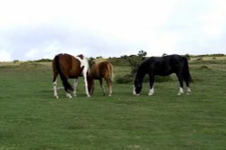 Bodmin Moor ponies. Wallpaper