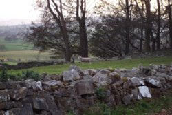 Obligatory sheep in the yard of Castle Bolton Wallpaper