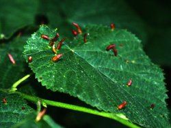 Spotted on a leaf. Wallpaper