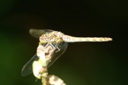 Dragonfly 2. Wallpaper