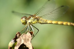 Another Dragonfly. Wallpaper